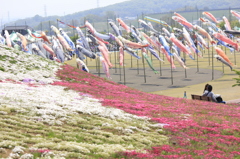 芝桜と鯉のぼりとカップル