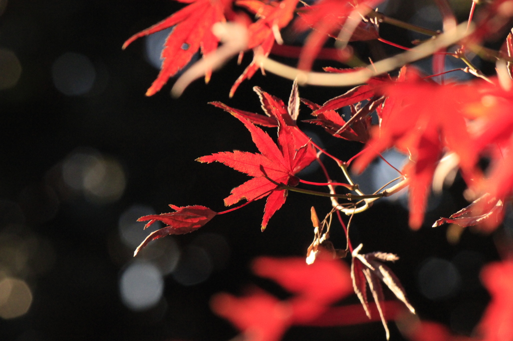 近場の紅葉