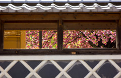 八重桜