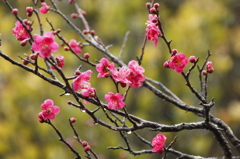 桐生市南公園　梅の華②