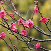 桐生市南公園　梅の華②