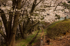 桜