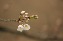 桜①