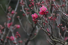 桐生市南公園　梅の華③