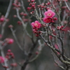 桐生市南公園　梅の華③