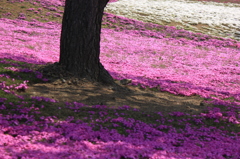 芝桜