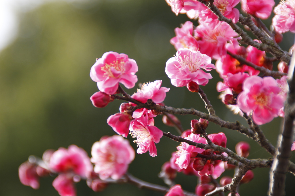 桐生市南公園　梅の華①