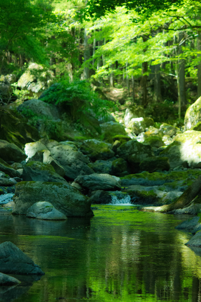 桐生川源流林