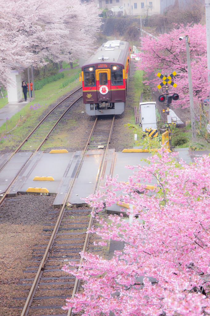 桜と電車