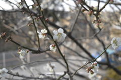 Spring 1