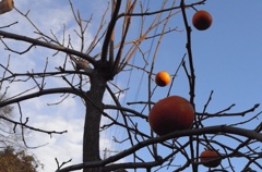 Some sour persimmons. 