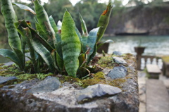 なんか草