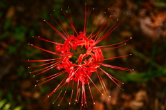 地上の花火