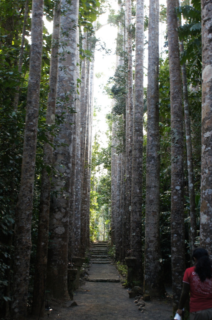 カウリの並木道（パロネラパーク）
