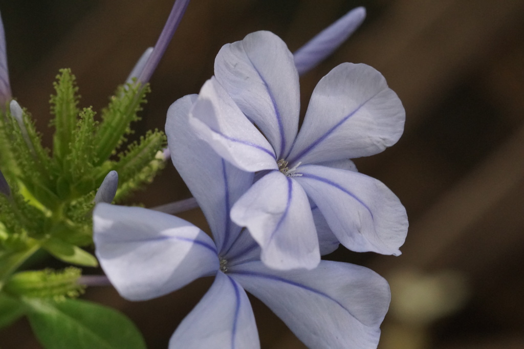 瑠璃茉莉