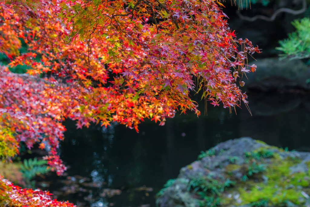 紅葉と池