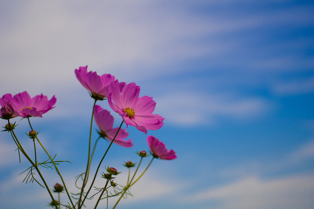 秋桜