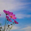 秋桜