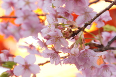 浅間神社の桜