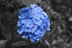 紫陽花