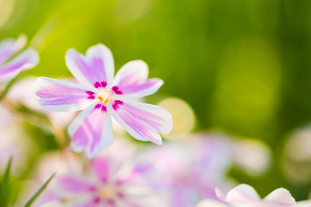 芝桜
