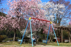 桜の木の下