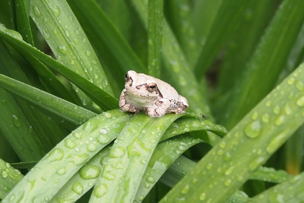 白いアマガエル