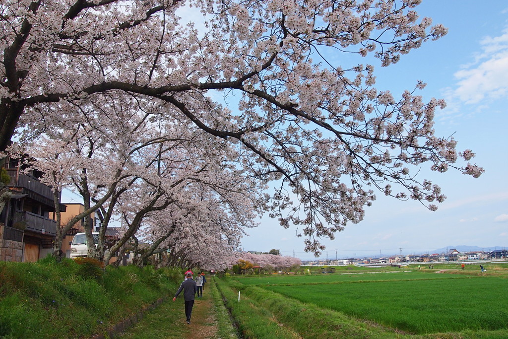 いつもの散歩道