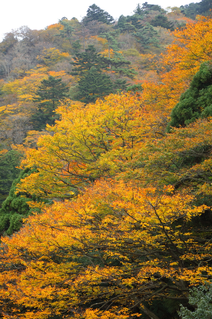 山麓の秋