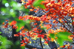 里山の紅葉