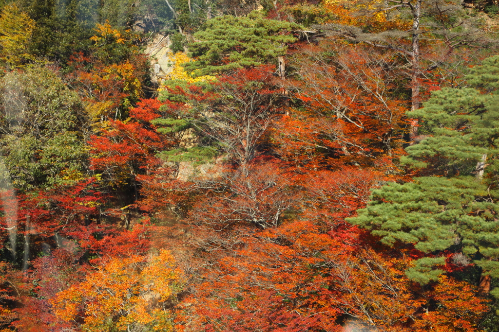 山麓の紅葉
