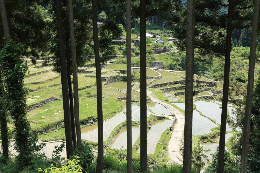 棚田１