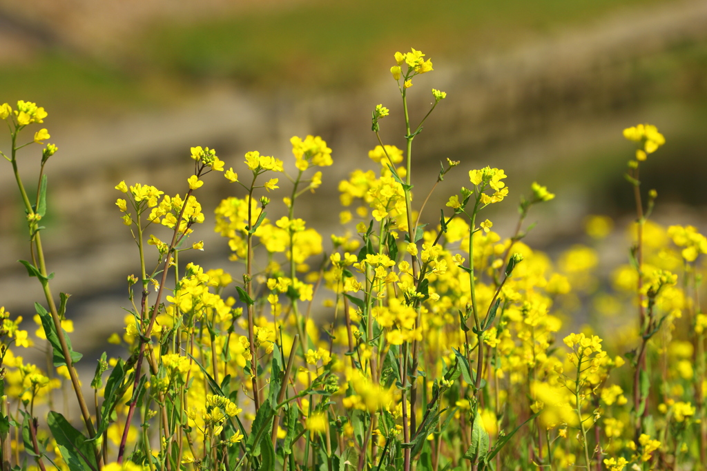 土手の菜の花