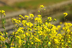 土手の菜の花