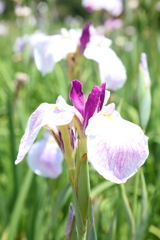 花菖蒲