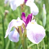 花菖蒲