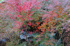 渓の紅葉