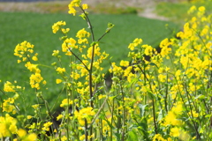 菜の花