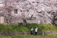 楽しいお花見