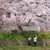 楽しいお花見