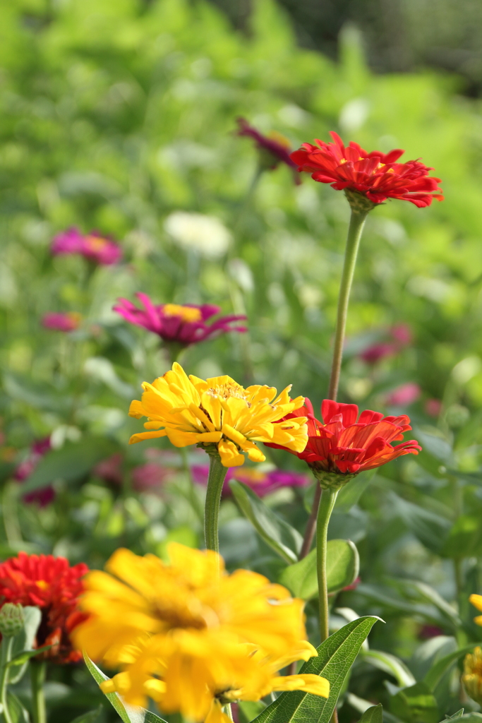 夏の花