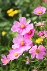 秋の花２