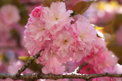 八重桜