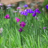 花菖蒲