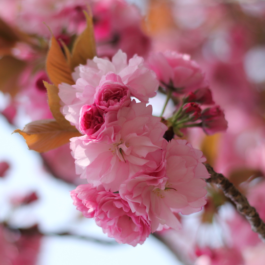 八重桜