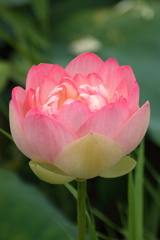 蓮の花