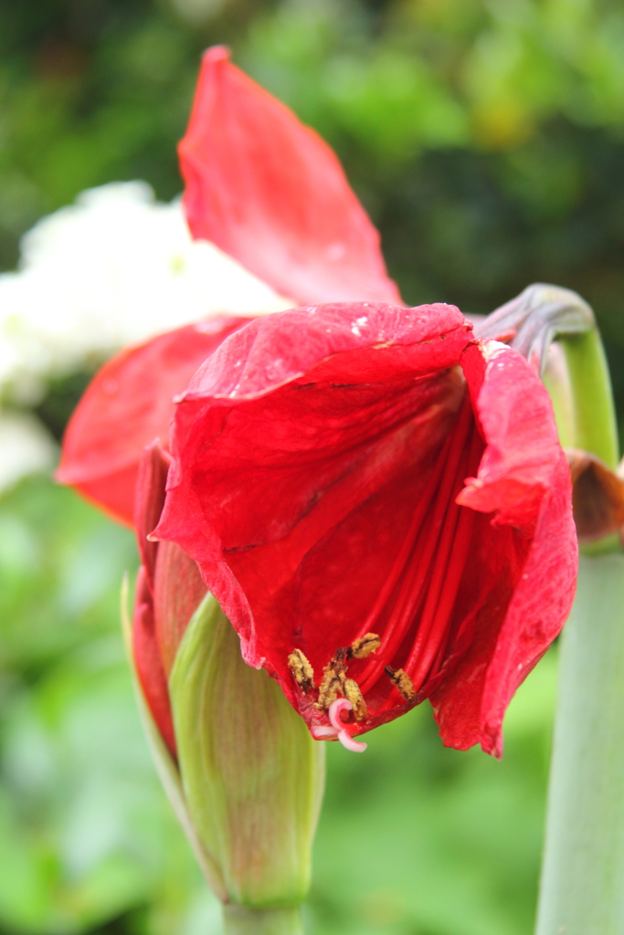 アマリリスが開花した