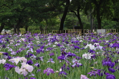 花菖蒲