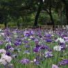 花菖蒲
