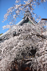 しだれ桜